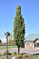 Green Pillar Pin Oak (Quercus palustris 'Pringreen') at Canadale Nurseries