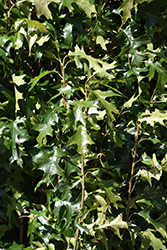 Green Pillar Pin Oak (Quercus palustris 'Pringreen') at Canadale Nurseries