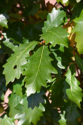 Kindred Spirit Oak (Quercus x warei 'Nadler') at Canadale Nurseries