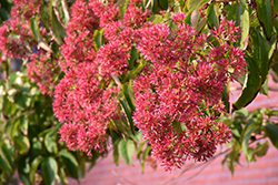 Seven-Son Flower (Heptacodium miconioides) at Canadale Nurseries