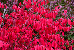 Compact Winged Burning Bush (Euonymus alatus 'Compactus') at Canadale Nurseries