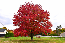 Red Maple (Acer rubrum) at Canadale Nurseries