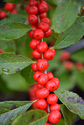 Red Sprite Winterberry (Ilex verticillata 'Red Sprite') at Canadale Nurseries