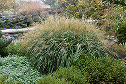 Adagio Maiden Grass (Miscanthus sinensis 'Adagio') at Canadale Nurseries
