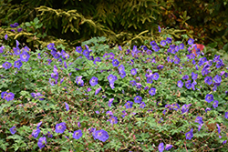 Rozanne Cranesbill (Geranium 'Rozanne') at Canadale Nurseries