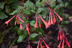 Gartenmeister Fuchsia (Fuchsia 'Gartenmeister Bonstedt') at Canadale Nurseries