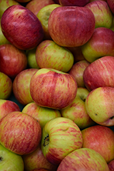 Cortland Apple (Malus 'Cortland') at Canadale Nurseries