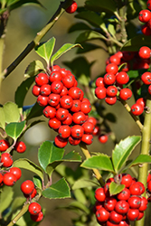 Castle Spire Meserve Holly (Ilex x meserveae 'Hachfee') at Canadale Nurseries