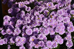 Peter III Blue Aster (Symphyotrichum novi-belgii 'Peter III Blue') at Canadale Nurseries