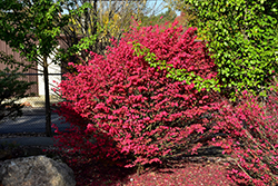 Little Moses Burning Bush (Euonymus alatus 'Odom') at Canadale Nurseries
