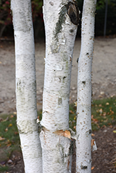 Whitebark Himalayan Birch (Betula utilis 'var. jacquemontii') at Canadale Nurseries