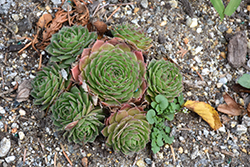 Chick Charms Bing Cherry Hens And Chicks (Sempervivum 'Bing Cherry') at Canadale Nurseries