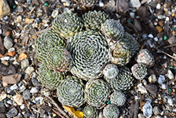 Chick Charms Cotton Candy Hens And Chicks (Sempervivum 'Cotton Candy') at Canadale Nurseries