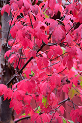 Paperbark Maple (Acer griseum) at Canadale Nurseries