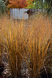 Northwind Switch Grass (Panicum virgatum 'Northwind') at Canadale Nurseries