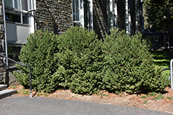 Green Mountain Boxwood (Buxus 'Green Mountain') at Canadale Nurseries