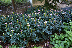 Hot Lips Turtlehead (Chelone lyonii 'Hot Lips') at Canadale Nurseries