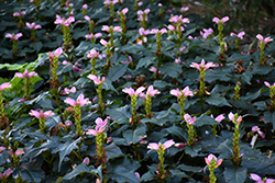 Hot Lips Turtlehead (Chelone lyonii 'Hot Lips') at Canadale Nurseries
