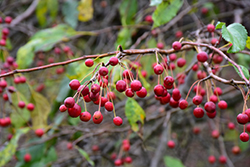 Red Jade Flowering Crab (Malus 'Red Jade') at Canadale Nurseries