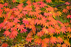 Japanese Maple (Acer palmatum) at Canadale Nurseries