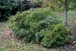 Red Sprite Winterberry (Ilex verticillata 'Red Sprite') at Canadale Nurseries