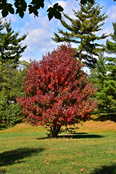 Redpointe Red Maple (Acer rubrum 'Frank Jr.') at Canadale Nurseries