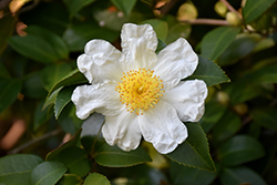 Japanese Stewartia (Stewartia pseudocamellia) at Canadale Nurseries