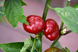 Large Red Cherry Hot Pepper (Capsicum annuum 'Large Red Cherry') at Canadale Nurseries