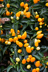 Sedona Sun Ornamental Pepper (Capsicum annuum 'Sedona Sun') at Canadale Nurseries