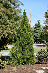 Joe Kozey Umbrella Pine (Sciadopitys verticillata 'Joe Kozey') at Canadale Nurseries