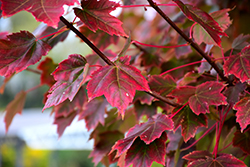 Brandywine Red Maple (Acer rubrum 'Brandywine') at Canadale Nurseries