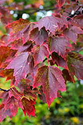 Red Sunset Red Maple (Acer rubrum 'Franksred') at Canadale Nurseries