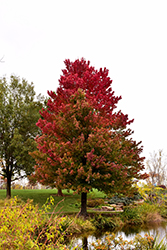 Red Sunset Red Maple (Acer rubrum 'Franksred') at Canadale Nurseries