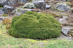 Little Gem Spruce (Picea abies 'Little Gem') at Canadale Nurseries