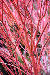 Coral Bark Japanese Maple (Acer palmatum 'Sango Kaku') at Canadale Nurseries