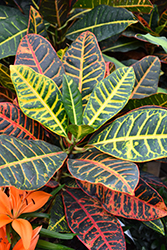 Petra Variegated Croton (Codiaeum variegatum 'Petra') at Canadale Nurseries
