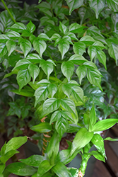 China Doll (Radermachera sinica) at Canadale Nurseries