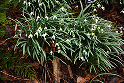 Common Snowdrop (Galanthus nivalis) at Canadale Nurseries