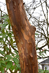 Japanese Stewartia (Stewartia pseudocamellia) at Canadale Nurseries
