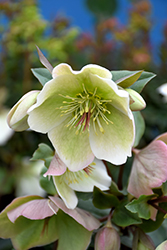 Molly's White Hellebore (Helleborus 'Molly's White') at Canadale Nurseries