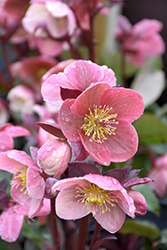 Pink Frost Hellebore (Helleborus 'COSEH 710') at Canadale Nurseries