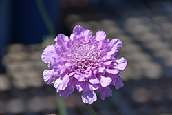 Flutter Rose Pink Pincushion Flower (Scabiosa columbaria 'Balfluttropi') at Canadale Nurseries