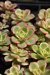 Kiwi Aeonium (Aeonium 'Kiwi') at Canadale Nurseries