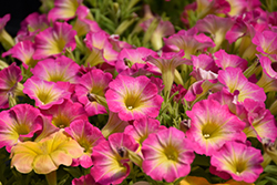 Supertunia Daybreak Charm Petunia (Petunia 'USTUN69002') at Canadale Nurseries