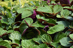 Purple Swedish Ivy (Plectranthus 'Purple') at Canadale Nurseries