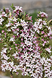 Carol Mackie Daphne (Daphne x burkwoodii 'Carol Mackie') at Canadale Nurseries