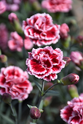 Scent First Sugar Plum Pinks (Dianthus 'WP IAN04') at Canadale Nurseries