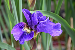 Concord Crush Siberian Iris (Iris sibirica 'Concord Crush') at Canadale Nurseries