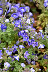 Whitley's Speedwell (Veronica whitleyi) at Canadale Nurseries