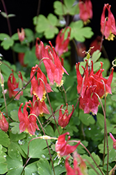 Little Lanterns Columbine (Aquilegia canadensis 'Little Lanterns') at Canadale Nurseries